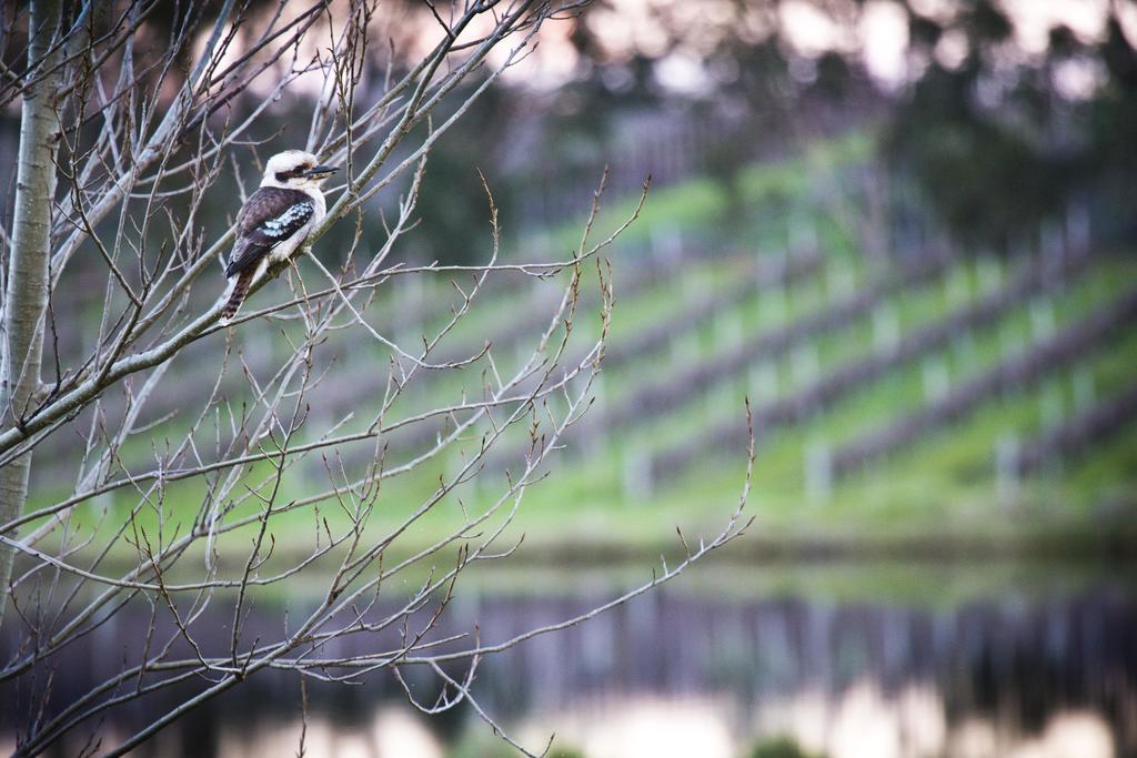 Bettenays Margaret River Metricup Chambre photo